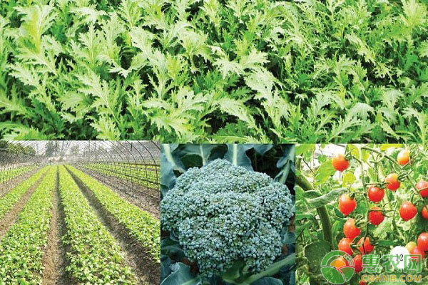 关于有机蔬菜种植栽培技术的探究 关于有机蔬菜种植栽培技术的探究