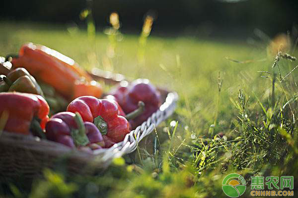 关于有机蔬菜种植栽培技术的探究 关于有机蔬菜种植栽培技术的探究
